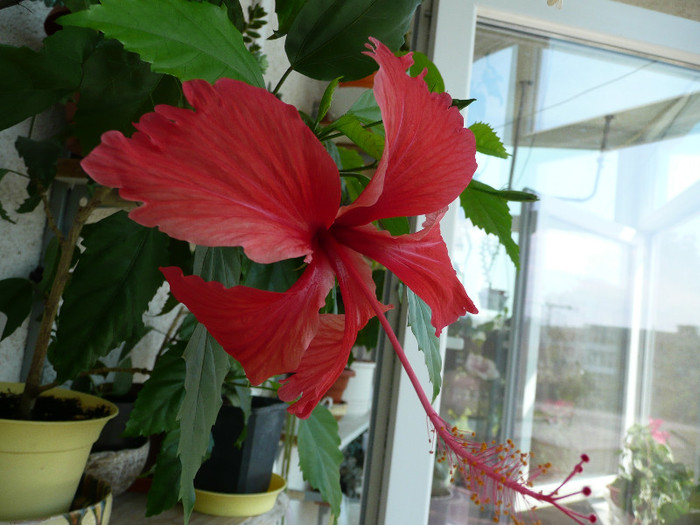 P1090029 - HIBISCUSI 2012
