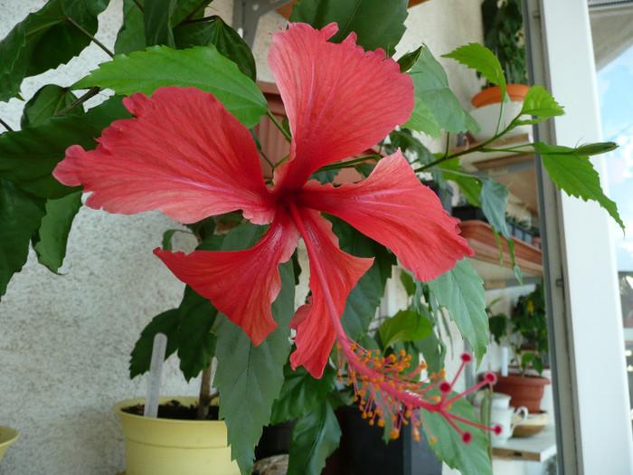 P1090030 - HIBISCUSI 2012