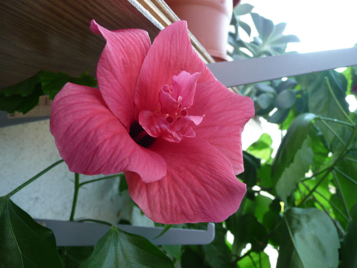 P1090101 - HIBISCUSI 2012