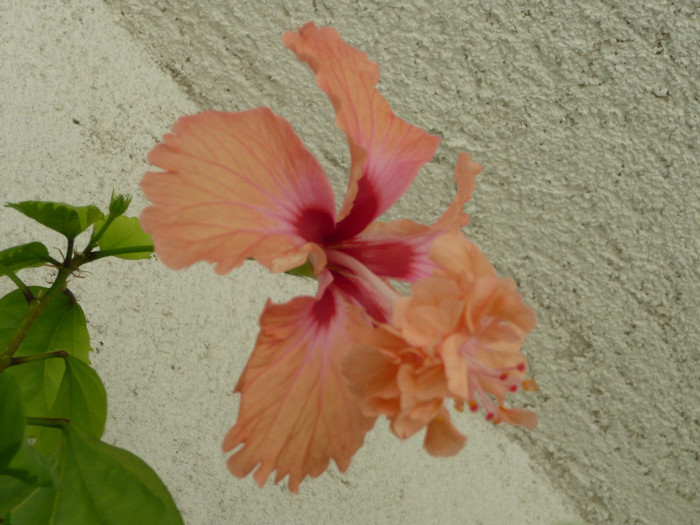 P1100014 - HIBISCUSI 2012