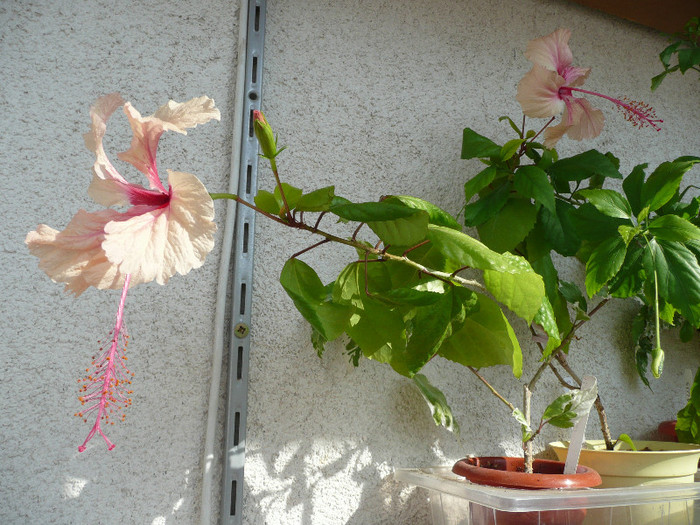 P1100230 - HIBISCUSI 2012