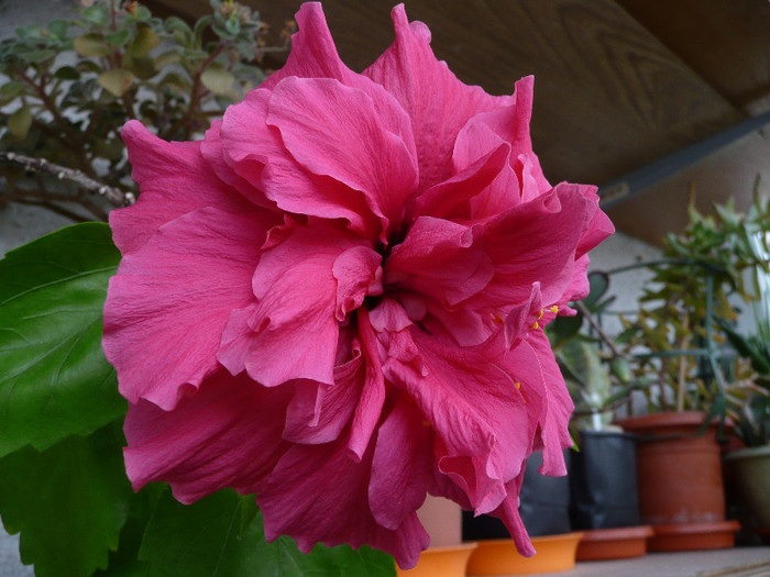 P1100083 - HIBISCUSI 2012