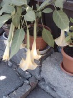 brugmansia galbena - 10 lei - AAA - VANZARE