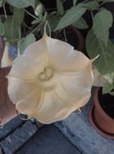 brugmansia - AAA - VANZARE