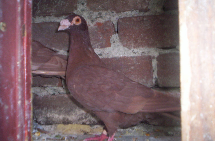 100_2377 ,mascul de 2011