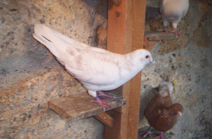 100_2428 ,mascul de 2011