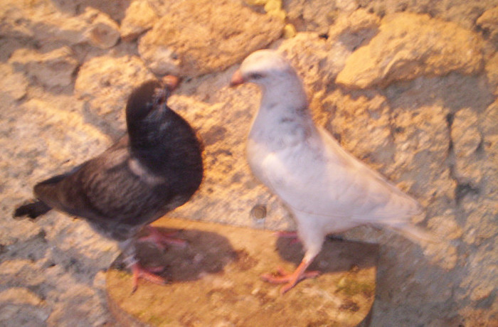 100_2445 ,fratii de cuib