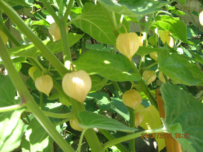 Pe zi ce trece.... - 3 PHYSALIS PERUVIANA