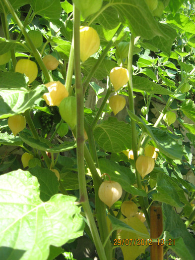 suntem tot mai multe.... - 3 PHYSALIS PERUVIANA