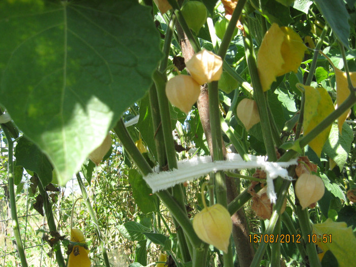 am inceput sa ne coacem.... - 3 PHYSALIS PERUVIANA