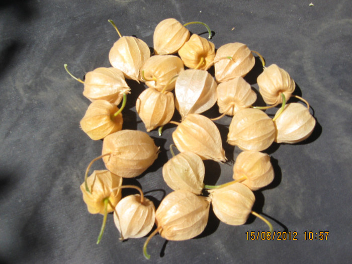 RECOLTAREA. - 3 PHYSALIS PERUVIANA