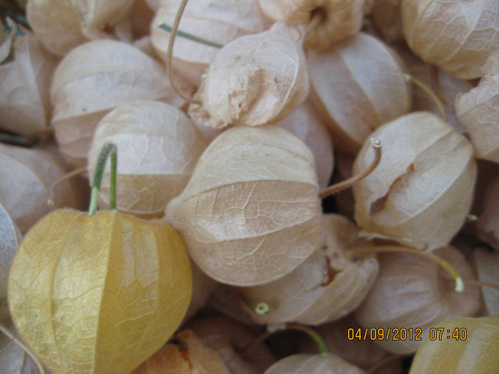 Oho si ce recolta..... - 3 PHYSALIS PERUVIANA