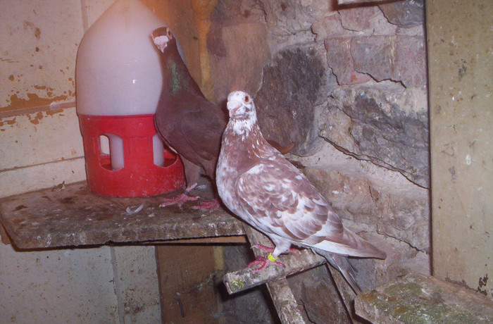 100_2450 ,M 2010 si F 2011