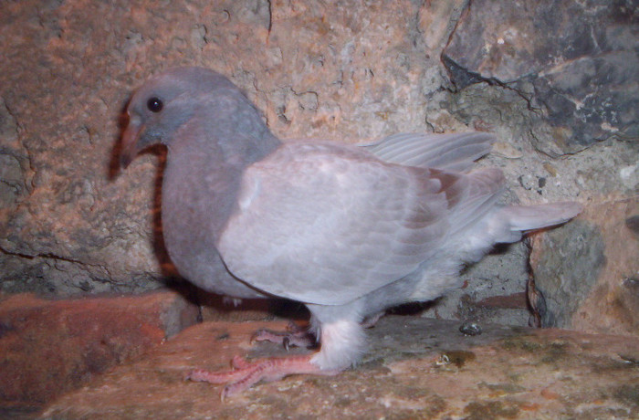 100_2451 ,pui de o luna ,M.