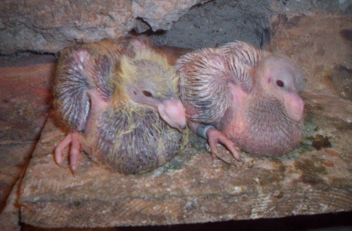 100_2457 ,pui de zece zile