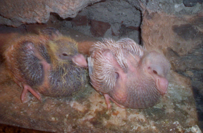 100_2459 ,rosu list si galben argintiu