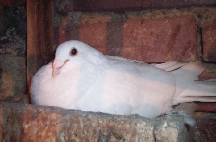 100_2461 ,mascul de 2010