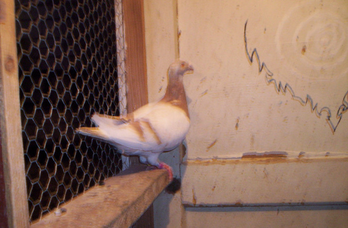 100_2462 ,mascul de 2011