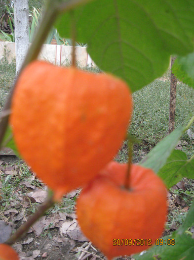 portocalie suntem necomestibile. - 3 PHYSALIS PERUVIANA