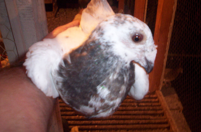 100_2476 ,pui de 3 luni ,M.