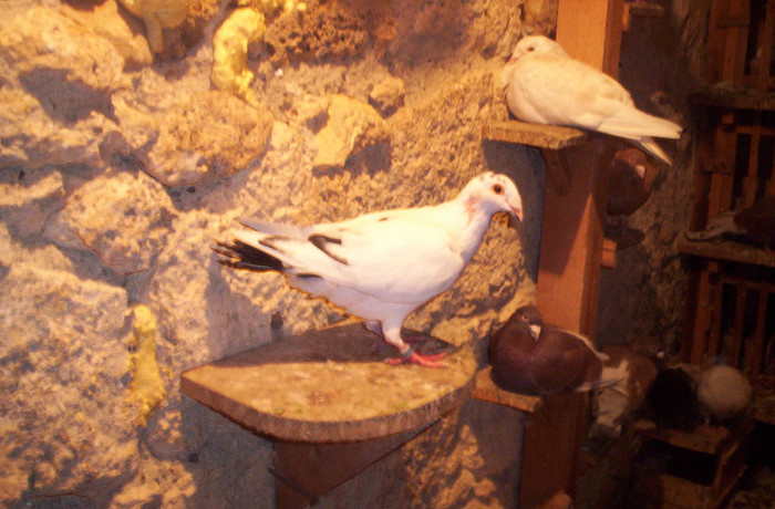 100_2484 ,pui de 3 luni, M.