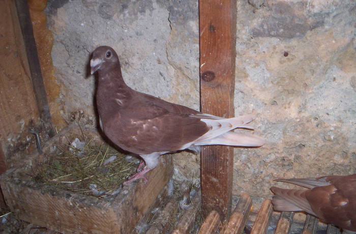 100_2490 ,pui de o luna, M.; vandut
