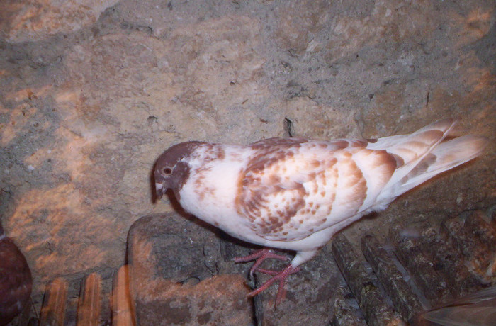 100_2491 ,pui 2012 M ,25 lei