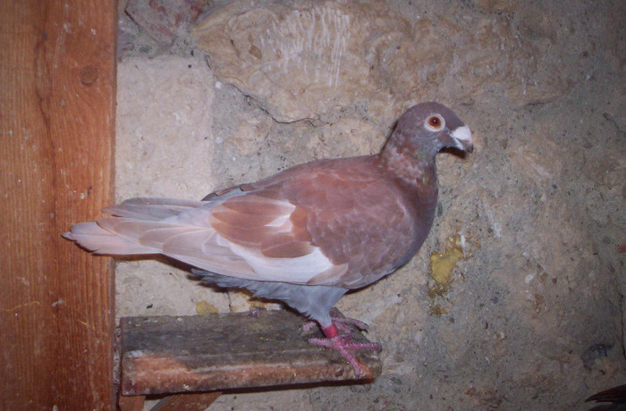 100_2493 ,M de 4 luni; vandut
