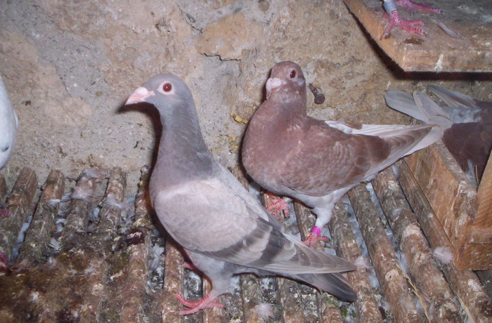 100_2496 ,pui de o luna si de 2 luni