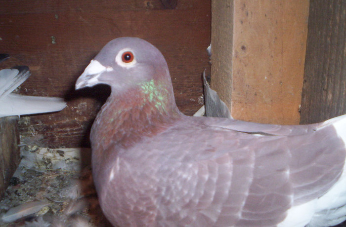 100_2500 ,M de 2011; vandut
