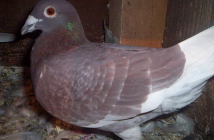 100_2501 ,M de 2011 ,25 lei; vandut
