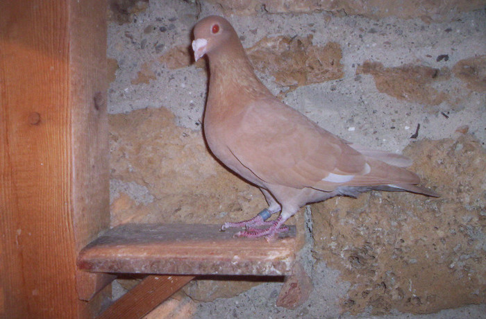 100_2507 ,M de 2011; vandut
