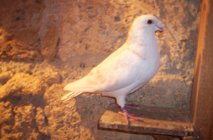 100_2509 ,M de 2011; vandut
