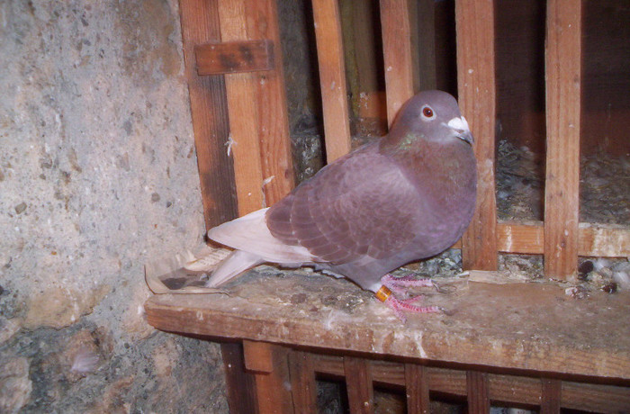 100_2510 ,F de 2011; vanduta
