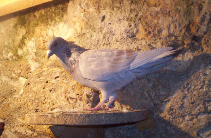 100_2512 ,M de 2011 ,25 lei; vandut
