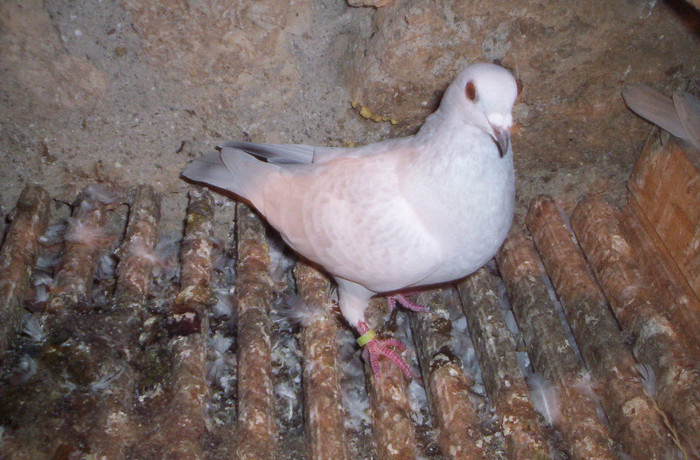 100_2514 ,F de 2011; vanduta
