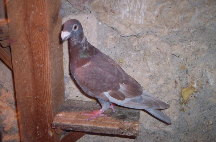 100_2515 pui de 4 luni ,M. 35 lei; vandut
