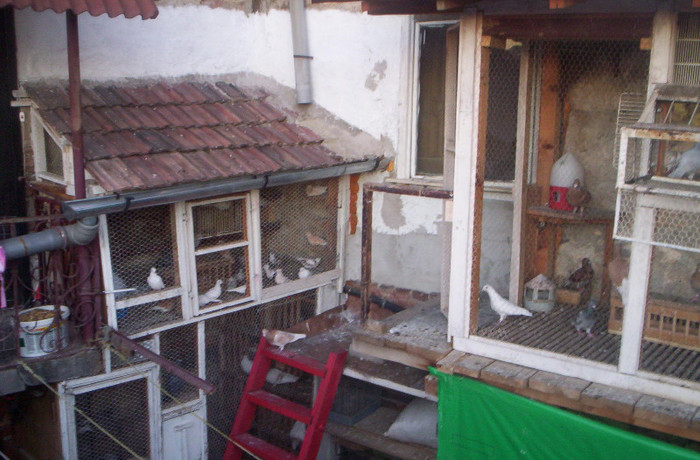 100_2380 ,voliere - volierele mele