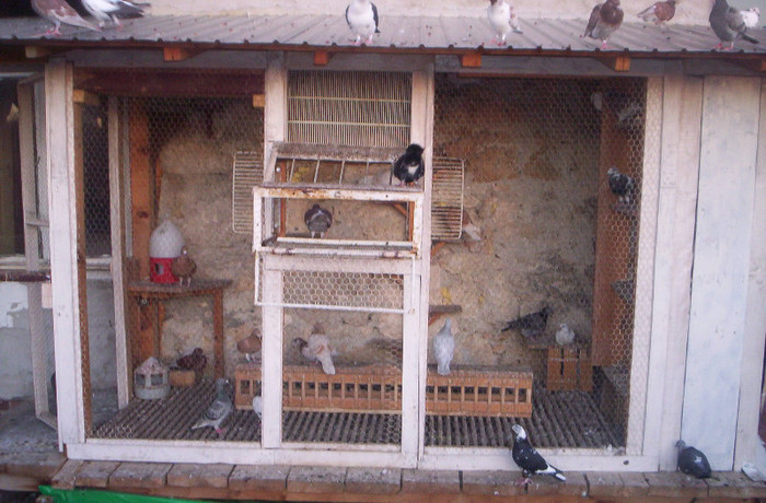 100_2382 - volierele mele