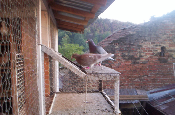 100_2406 ,mascul de 2012 cu pui