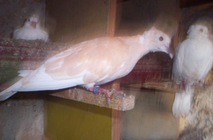 100_2393 ,femela cu motz 2012