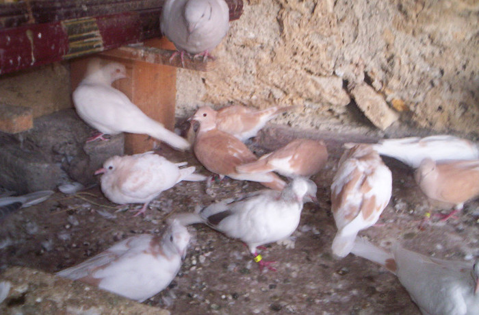 100_2395 ,an voliera