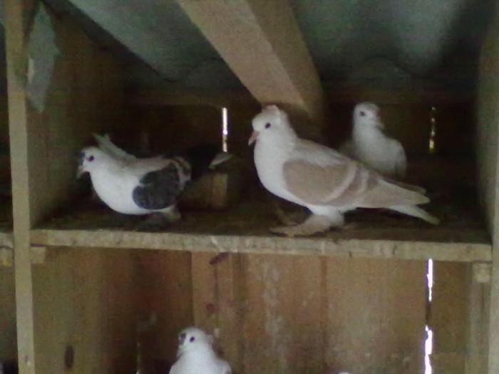 VANDUTA - RANDUNELE DE SAXONIA DE VANZARE PE ALBASTRU 2 PERECHI