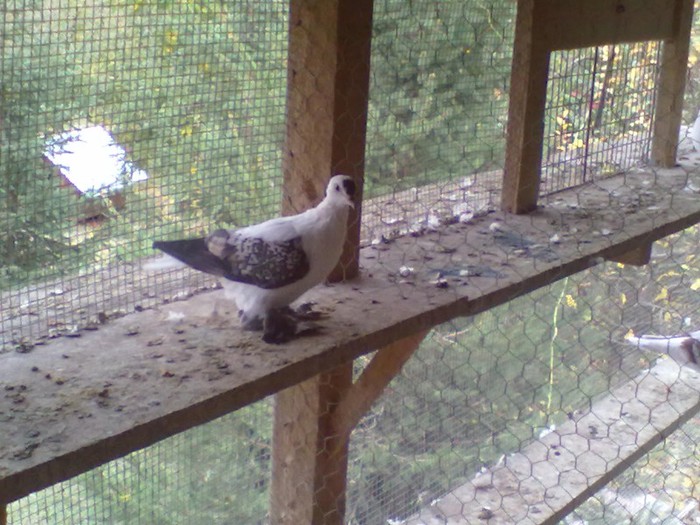 06032010590 - RANDUNELE DE SAXONIA DE VANZARE PE ALBASTRU 2 PERECHI