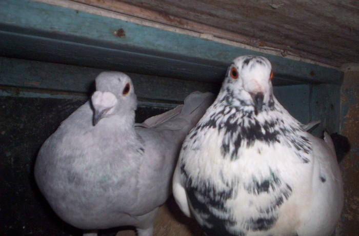 100_2552 ,pereche de 2011