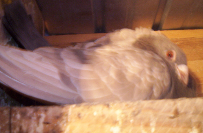 100_2419 , F de 2011