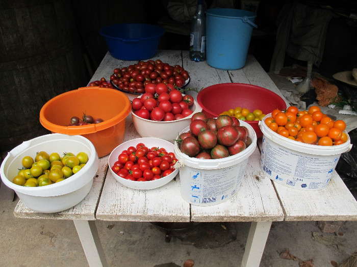 Romania 2012 tip cireasa - TOMATOES in my GARDEN 2012