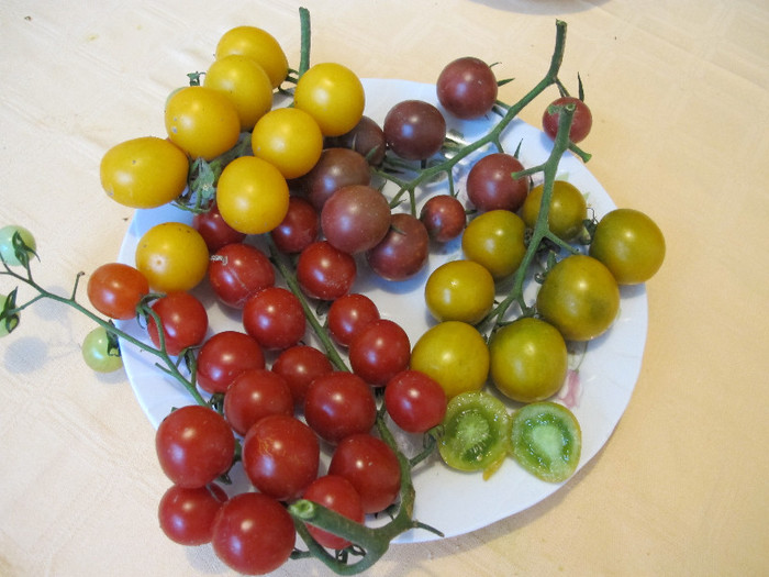 Romania 2012 307; Galbenus de ou,Black Russian Cherry,Green Grape si rosii
