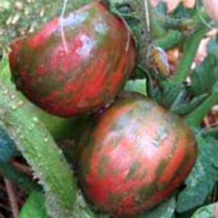 violet-jasper - TOMATOES in my GARDEN 2012