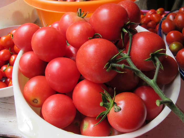 Romania 2012 Pink Cherry - TOMATOES in my GARDEN 2012